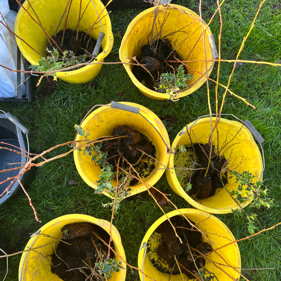 Six yellow buckets with whips ready to be planted