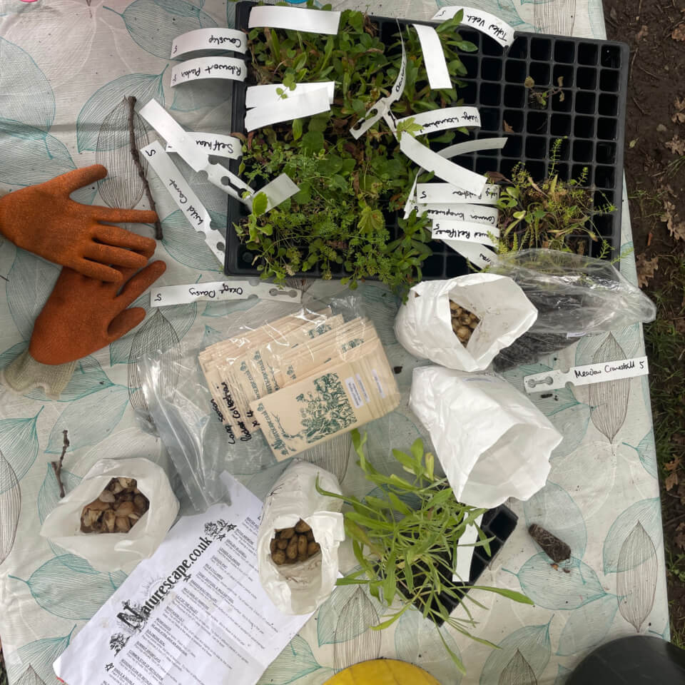 Wildflowers on table with gloves and instructions for planting