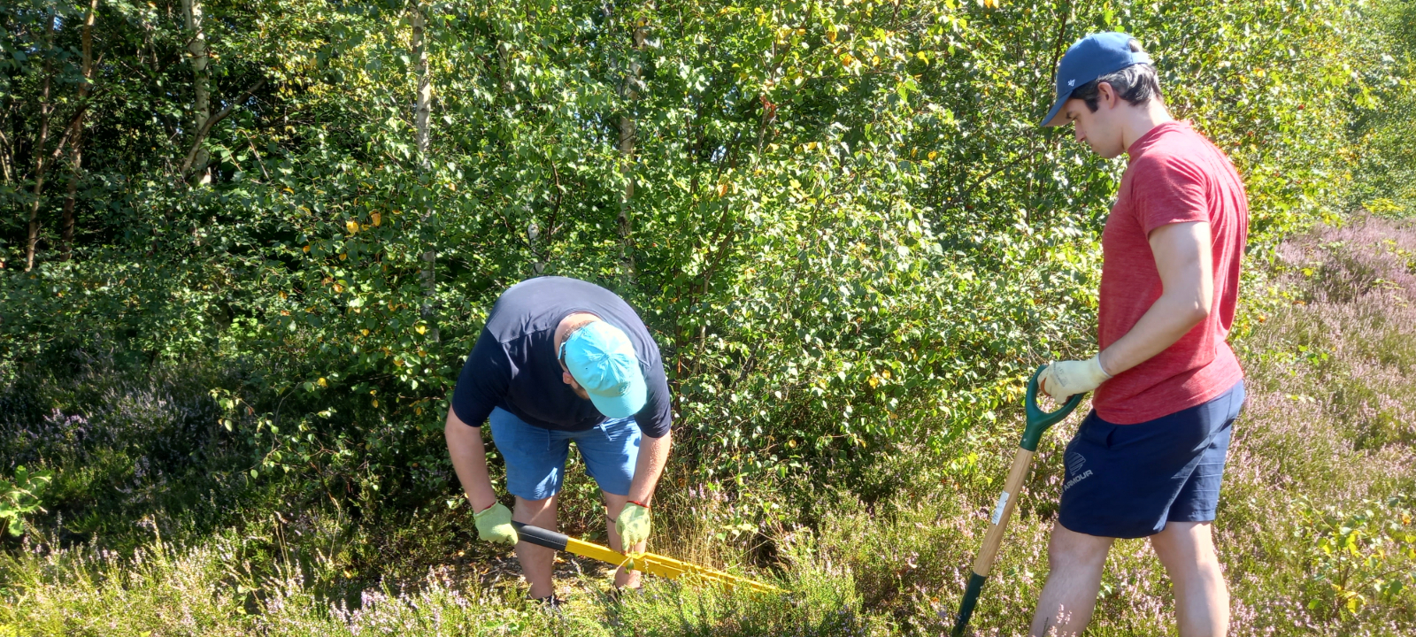Men taking part in heathland management
