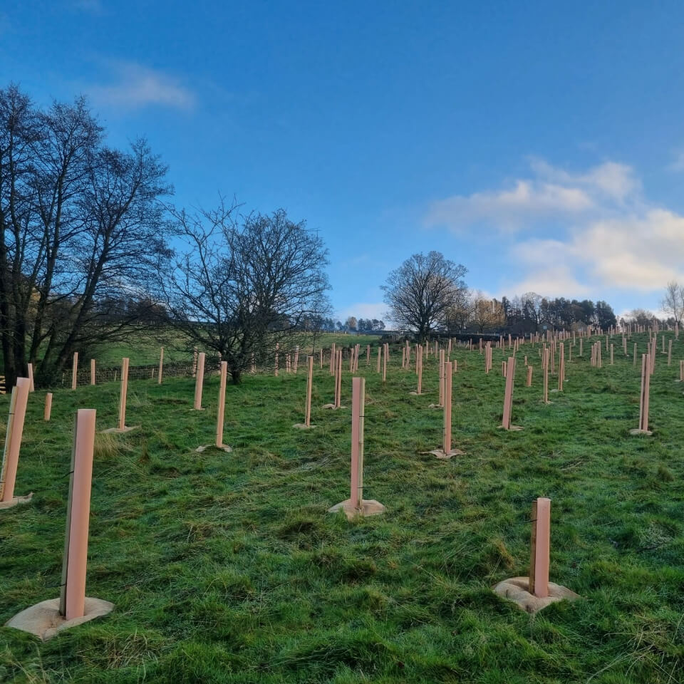 Tree planting on green field with blue sky