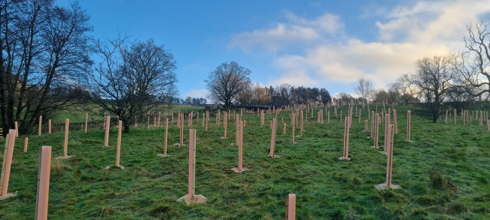Tree planting in a field with blue sky
