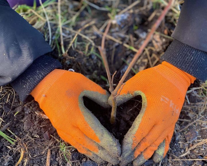 hands in heart around newly planted tree