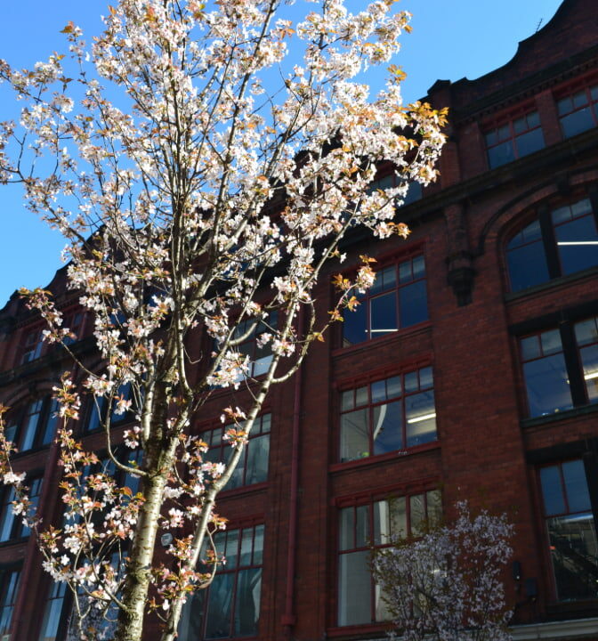Blossom tree in blue. against red brick building
