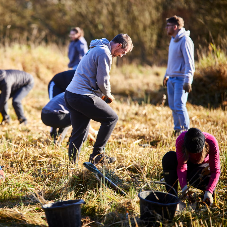 Two people from business planting trees with spade