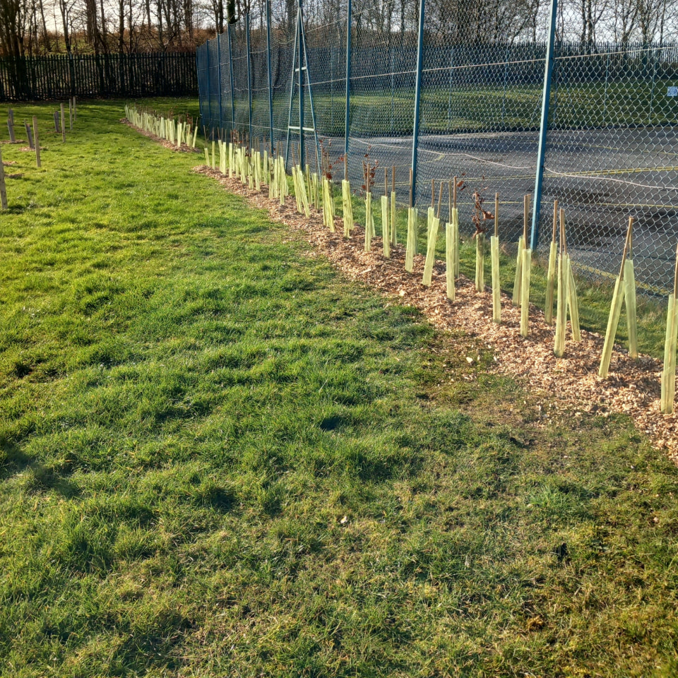 Tree planting at a school with tree guards against a blue fence