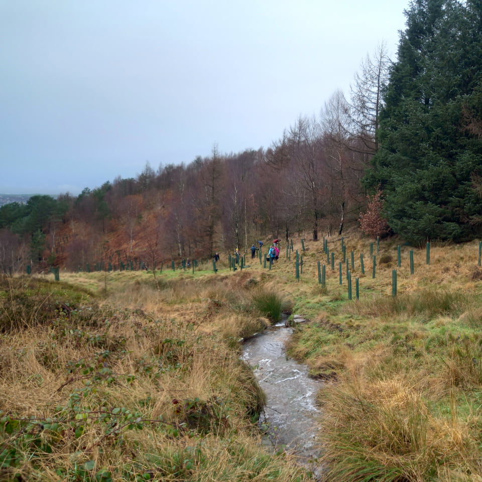 Tree planting next to a small river at crompton moor