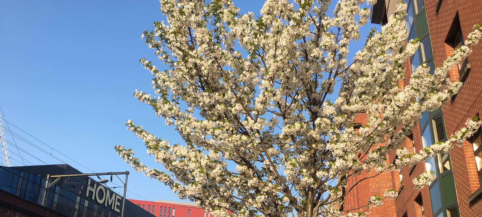 blossom tree in central manchester