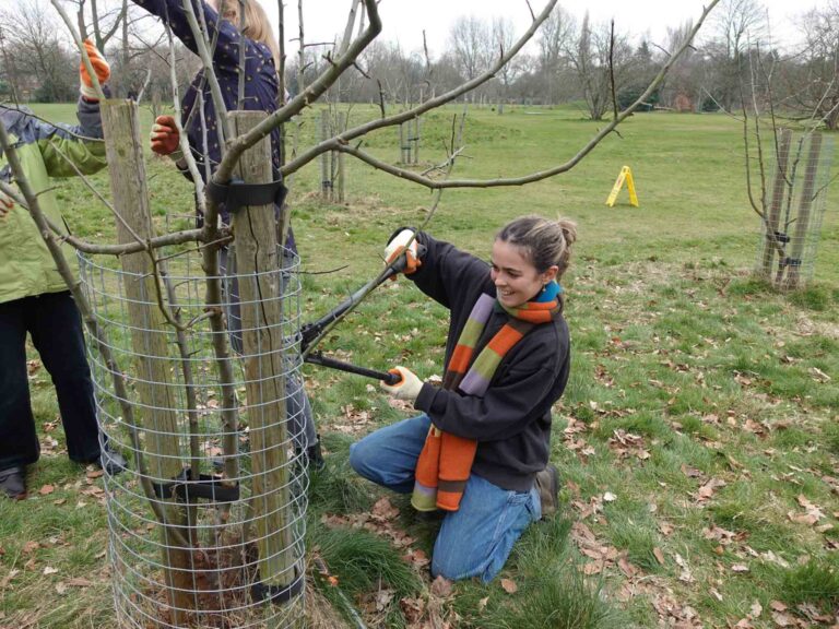 Lady pruncing fruit trees in community orchard