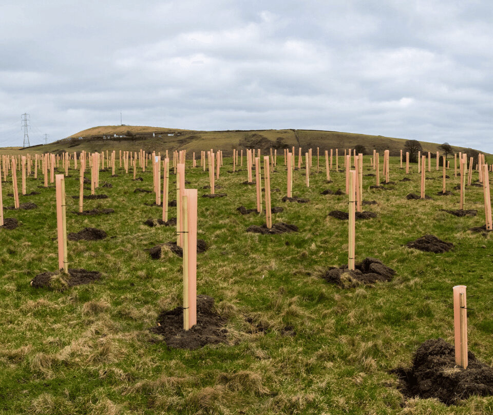 Tree planting in field