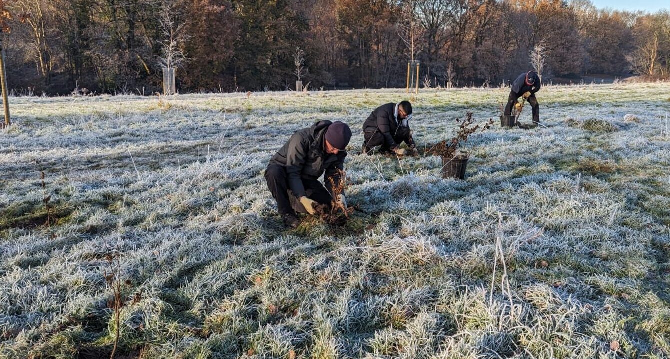 Two men planting trees in frosty ground