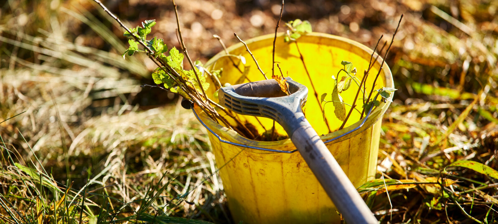 Spade resting on a bucket with whips (small trees) in