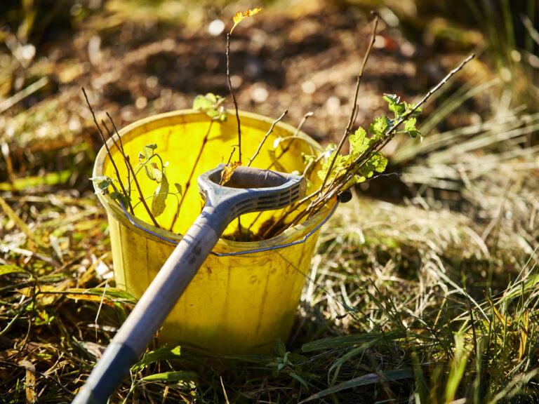 Spade on top of a yellow bucket with small trees (whips) inside