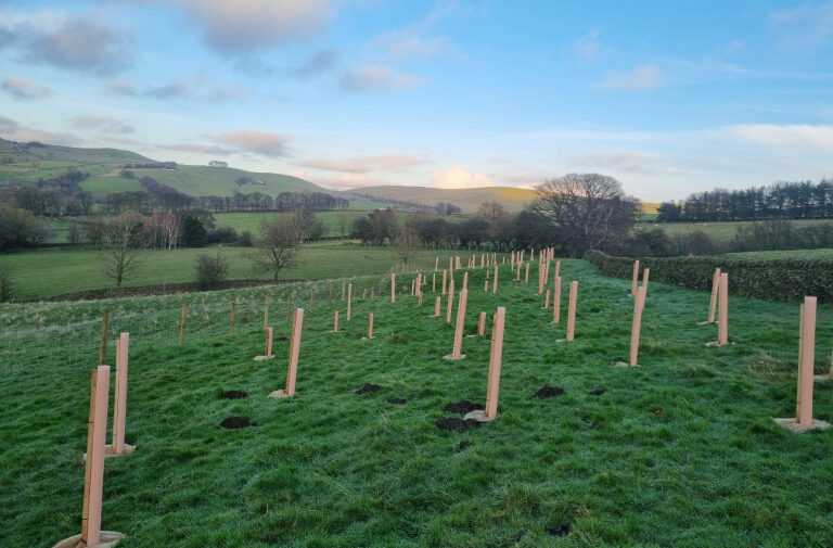 Tree planting on a farm with bright blue sky in background