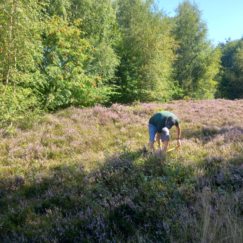 man tdoing heathland management at outwood park, work as part of biodiversity net gain