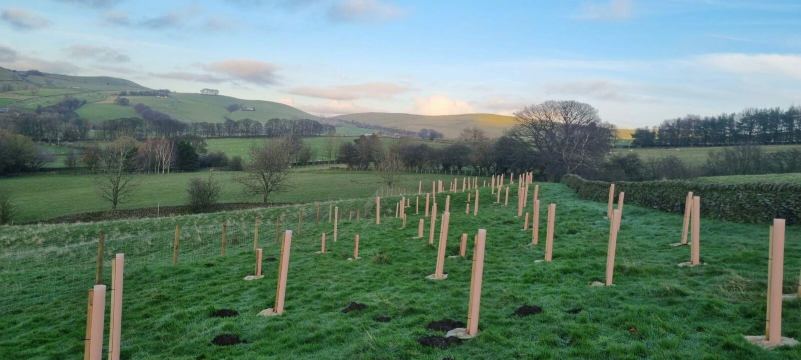 Tree planting scheme on farm