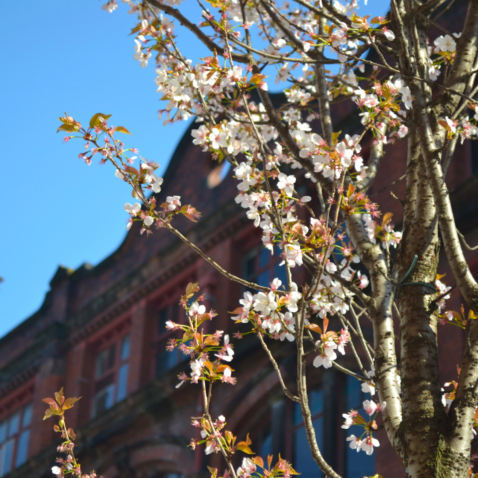 Blossom tree in blue. against red brick building