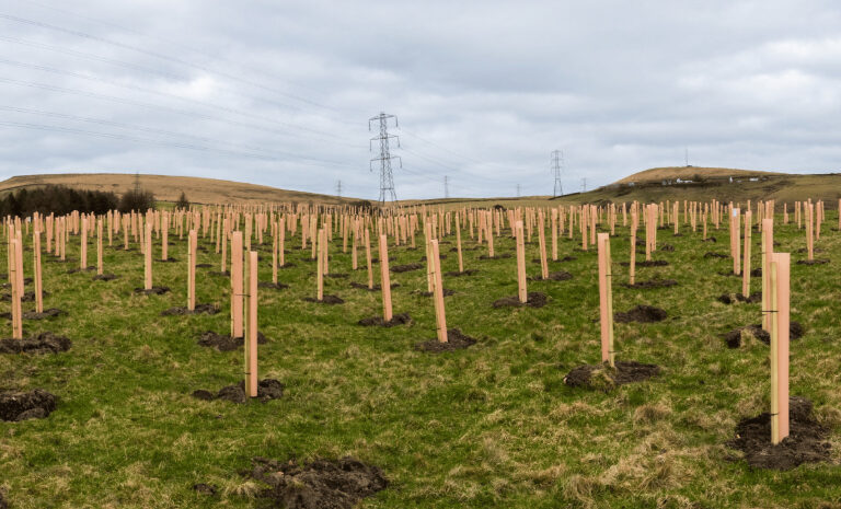 Tree planting on piece of land in urban enviorment with pilons behind