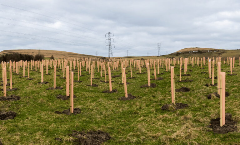 Tree planting on piece of land