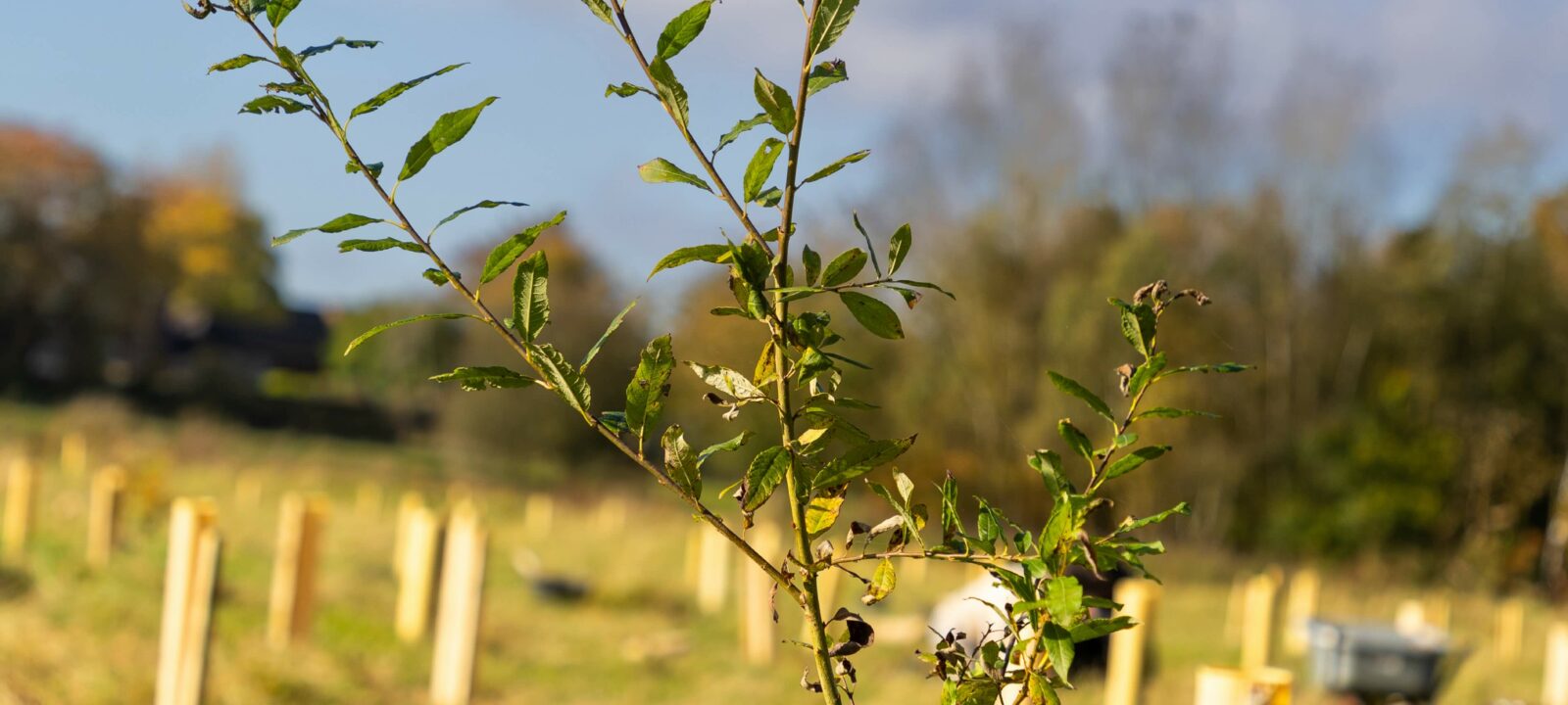 tree planted in tree guard