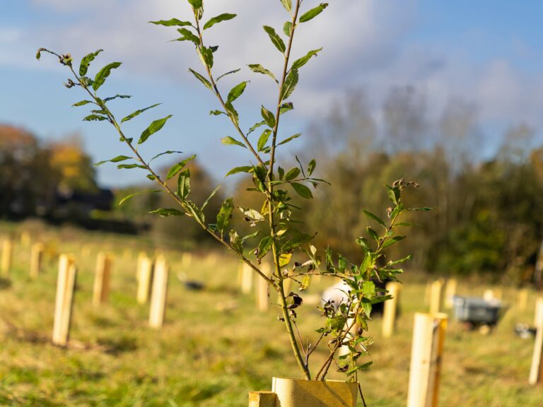 tree planted in tree guard