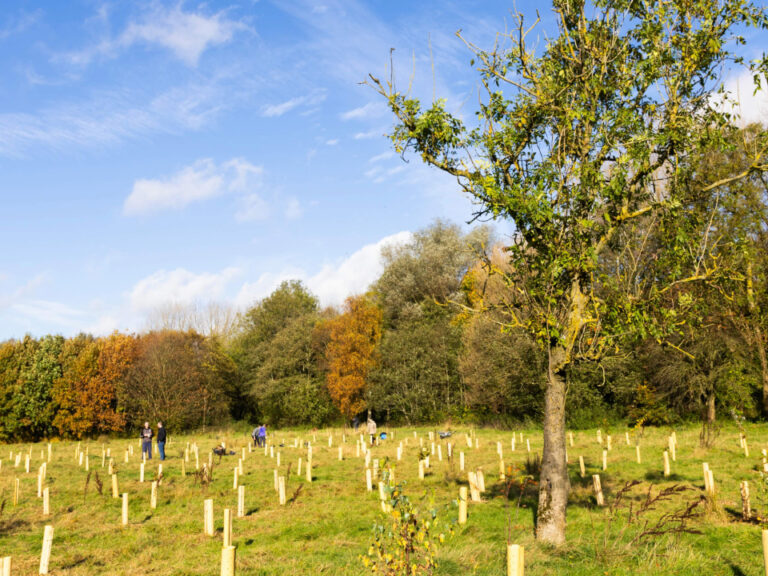 tree planting in field with tree guards and mature true in middle