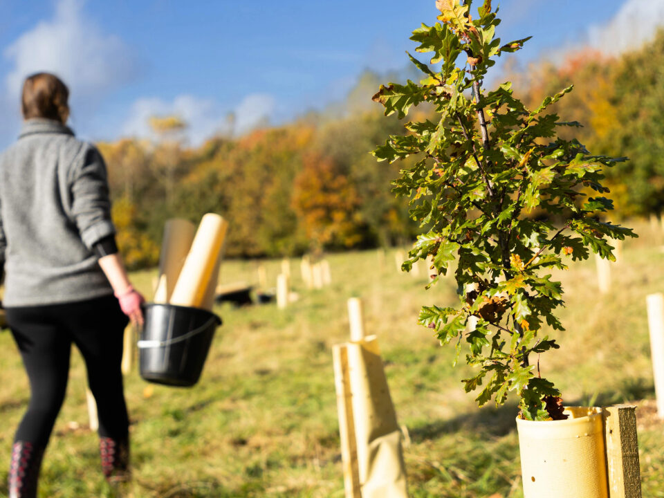 tree growing above guard at more mature planting site, lady walking away with a bucket doing maintenance